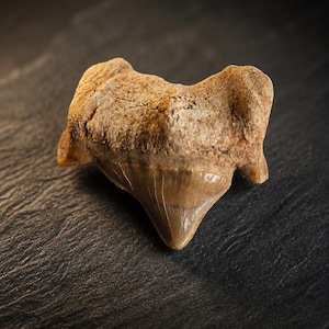 May include: A fossilized shark tooth featuring a tan, textured root and a smooth, pointed, light brown enamel crown. The specimen displays a triangular shape with visible serrations along the edges and a weathered, porous surface texture.