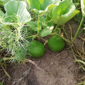 May include: Two green gourds growing on a vine with large, heart-shaped leaves. The gourds are round and smooth, nestled among the foliage. The leaves are a vibrant green, and the ground is a mix of brown soil and plant matter.