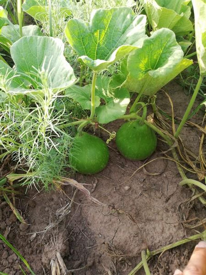 May include: Two green gourds growing on a vine with large, heart-shaped leaves. The gourds are round and smooth, nestled among the foliage. The leaves are a vibrant green, and the ground is a mix of brown soil and plant matter.