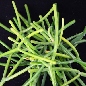 Yubonzai 18 Fresh Healthy Pencil Cactus Cuttings - Euphorbia Tirucalli