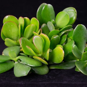 Yubonzai 8 Fresh Healthy Crassula Ovata Succulent Cuttings - Jade Plant