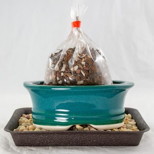 May include: A teal ceramic bonsai pot with a brown plastic tray filled with small stones. A clear plastic bag filled with potting soil sits inside the pot.