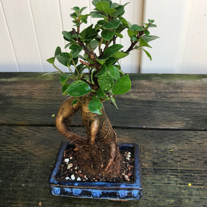 Chuyên đề: Vẻ đẹp của Bonsai – Thái Văn Thiện (phần 09)