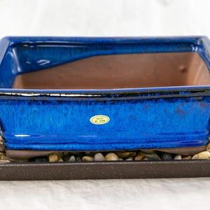 May include: A blue ceramic bonsai pot with a brown clay interior, sitting on a black plastic tray with small stones. The pot has a label that reads "Made in Japan".