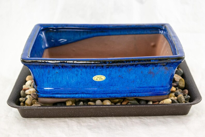 May include: A blue ceramic bonsai pot with a brown clay interior, sitting on a black plastic tray with small stones. The pot has a label that reads "Made in Japan".
