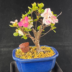 Flowering Dwarf Japanese Satsuki Azalea Shohin Bonsai Tree + Basket with Fertilizer & Humidity Tray - # 1208