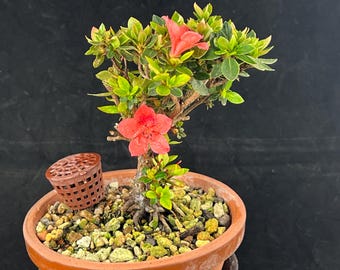 Flowering Dwarf Japanese Satsuki Azalea Shohin Bonsai Tree + Basket with Fertilizer & Humidity Tray - Kazan (TOKO 5.5)