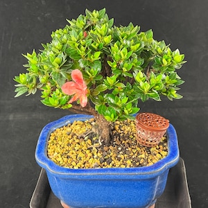 Flowering Dwarf Japanese Satsuki Azalea Shohin Bonsai Tree + Basket with Fertilizer & Humidity Tray - Kazan  # 6611