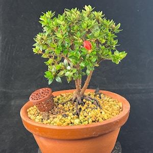 jade pothos plant Pothos main image 0