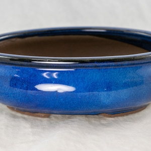 May include: A blue ceramic bonsai pot with a black rim. The pot is oval shaped and has a glossy finish.