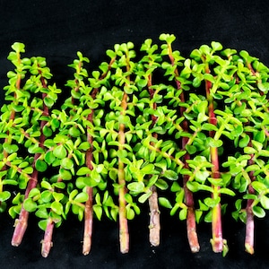 Yubonzai Healthy Portulacaria Afra/Elephant Bush Succulent Cuttings - 15/30/45