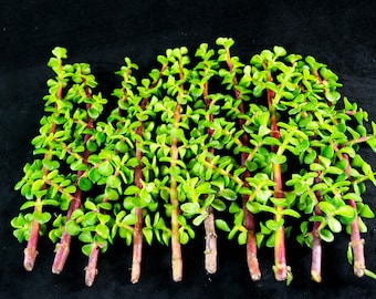 Yubonzai Healthy Portulacaria Afra/Elephant Bush Succulent Cuttings - 15/30/45