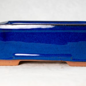 May include: A rectangular blue ceramic bonsai pot with a brown rim and a terracotta base. The pot has a glossy finish and is designed for growing small trees.