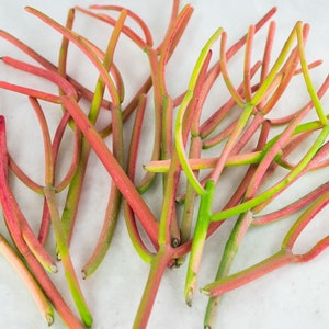 May include: A bunch of green and red plant stems with a white background.