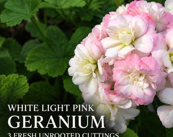 Może przedstawiać: Skupisko pelargonii o pełnych kwiatach z białymi i jasnoróżowymi płatkami. Tekst na obrazku brzmi: WHITE LIGHT PINK GERANIUM, 3 FRESH UNROOTED CUTTINGS, 6 INCH • DOUBLE FLOWER. Roślina posiada żywo zielone, zaokrąglone, klapowane liście.