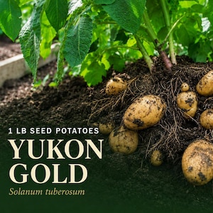 May include: A cluster of Yukon Gold seed potatoes with visible roots and soil, attached to green leafy stems. The text reads 1 LB SEED POTATOES YUKON GOLD Solanum tuberosum. These light brown, oval-shaped potatoes are partially unearthed from dark soil.