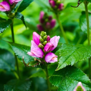May include: Close-up of pink Obedient Plant flowers with green leaves. The flowers are in full bloom, with a vibrant pink hue. The leaves are a deep green, creating a striking contrast. The image is a natural, outdoor shot.