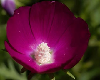Purple Poppy Mallow (10) | Prairie Native