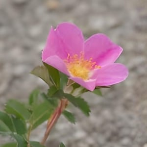 Prairie Wild Rose (15) | Native Rose Seeds - Etsy
