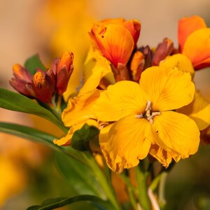 May include: Close-up of vibrant yellow and orange flowers with green leaves. The petals are a bright yellow, while the buds and edges of some petals are a deep orange. The background is blurred, creating a soft, warm effect. The flowers are in full bloom.
