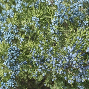 May include: Close-up of a juniper bush with vibrant green foliage and clusters of small, round, blue berries. The image showcases the natural texture and color variations of the plant, highlighting its botanical details.