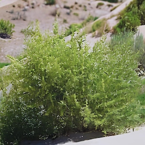 May include: A vibrant green bush with delicate, feathery foliage dominates the foreground. The plant is densely packed, creating a full, textured appearance. The background features a sandy landscape with sparse vegetation and rolling hills.