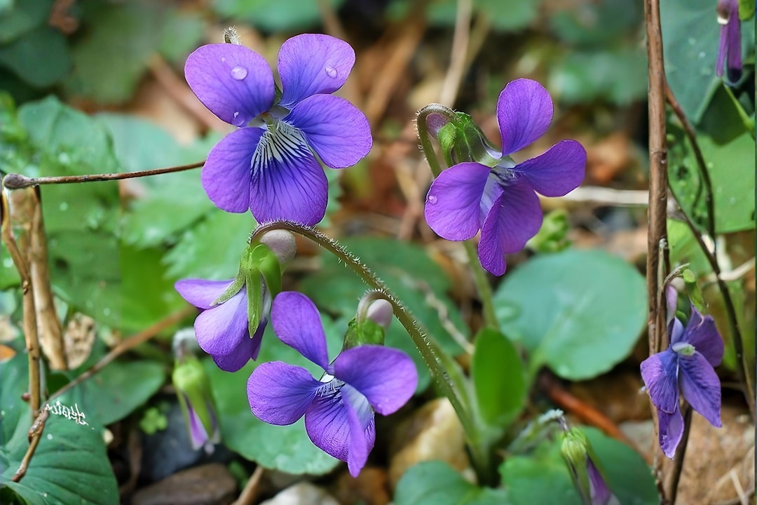 Common Blue Violet (25) | Native Violet Seeds - Etsy
