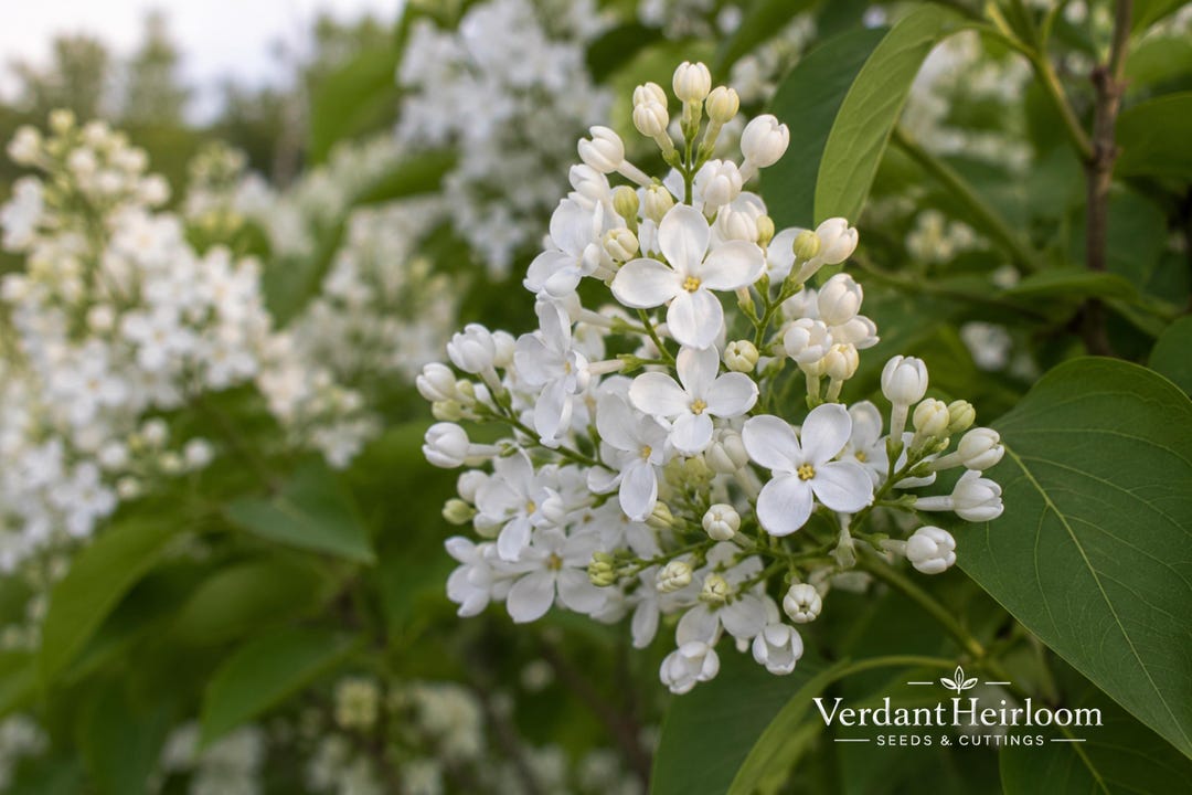 Syringa Tree Roots Betsy Ross Lilac 1 Bare Root Plant – Syringa Oblata - Etsy