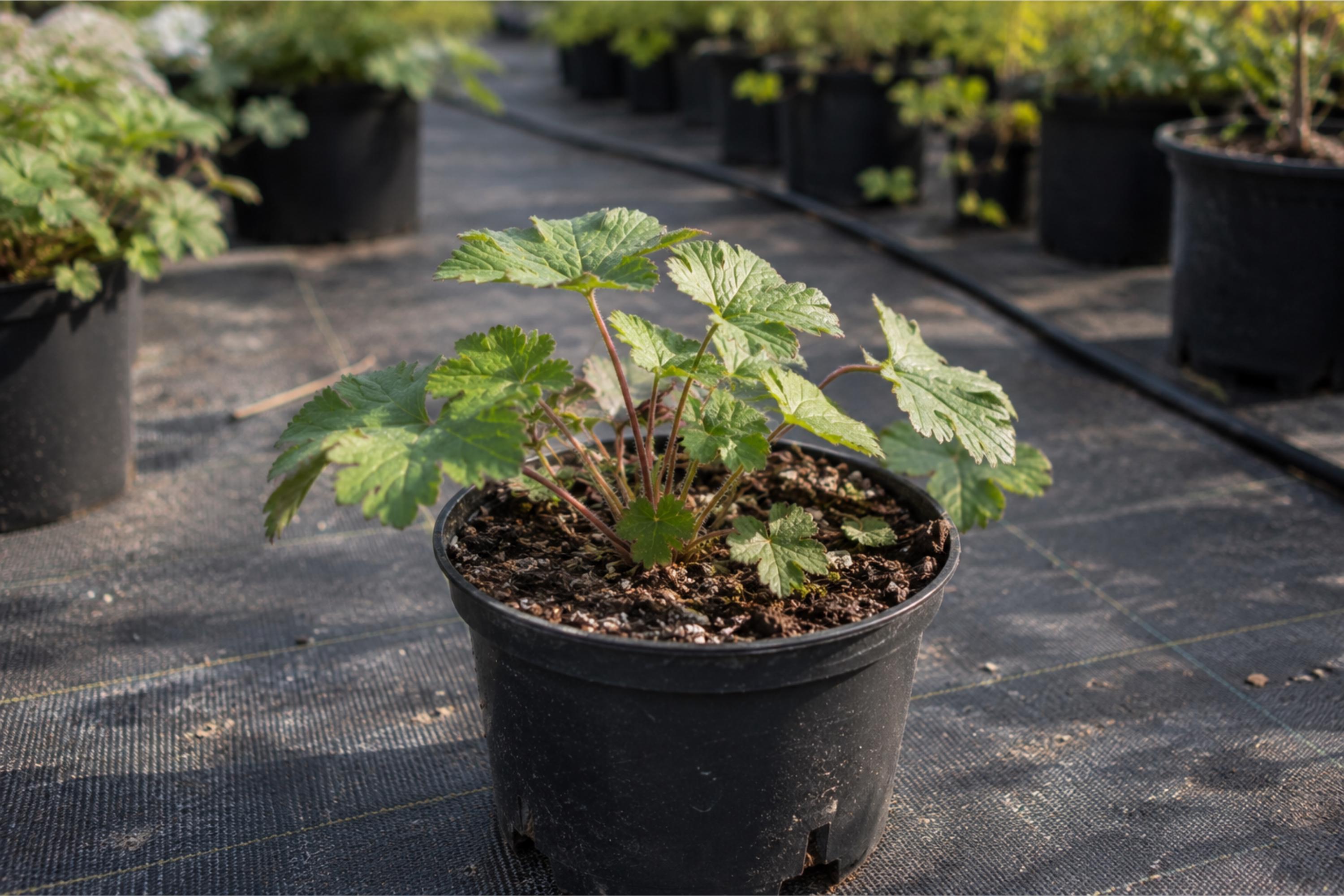 Big Root Geranium Plants – Geranium Macrorrhizum Groundcover Perennial ...