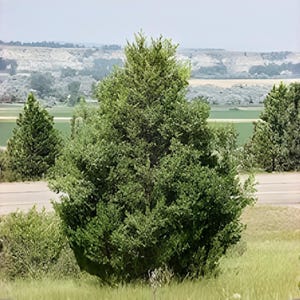 May include: A scenic landscape featuring a lush green tree in the foreground, surrounded by other trees and bushes. A road and fields are visible in the mid-ground, with hills in the distance under a bright sky.