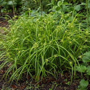 May include: A dense clump of Star Sedge, known as Carex radiata, featuring long, slender, arching bright green grass-like leaves and numerous small, star-shaped yellow-green flower clusters distributed throughout the foliage.