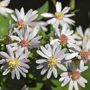 May include: Close-up of a cluster of white flowers with yellow centers and pinkish-brown accents. The petals are delicate and numerous, with green leaves in the background. The flowers are in full bloom, showcasing their natural beauty.