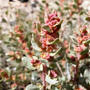 May include: Close-up of a plant with small, light green leaves and clusters of tiny, reddish-pink flowers. The plant has a reddish stem and is set against a blurred background of similar plants and a light-colored surface.