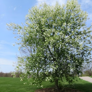 May include: A large tree with white blossoms and green leaves stands in a grassy field under a blue sky with scattered clouds. A paved path and other trees are visible in the background.