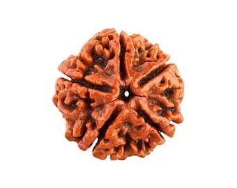 2 Rudraksha 15 mm (Elaeocarpus ganitrus) 5 Mukhi, origen India.