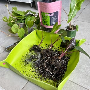 May include: A bright lime green square potting mat with snap corners containing three bare-root plants with exposed roots and soil, a small clear plastic cup, and a pink pouch labeled PLANTASY AROID MIX with a green leaf graphic and QR code.