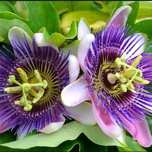 May include: Close-up of two passion flowers with intricate purple and white petals, a yellow and green center, and surrounded by green leaves. The flowers have a unique, radial design.