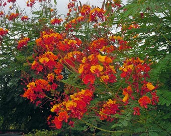 Pride of Barbados