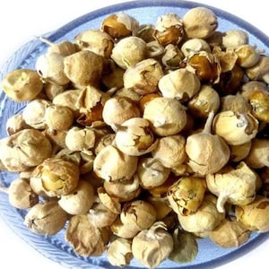 Peut inclure: Gros plan sur un bol en verre bleu clair rempli de nombreuses gousses de graines séchées de couleur beige. Les gousses ont une forme ronde avec une surface texturée et de petites tiges. Certaines gousses sont ouvertes, révélant un intérieur plus clair.