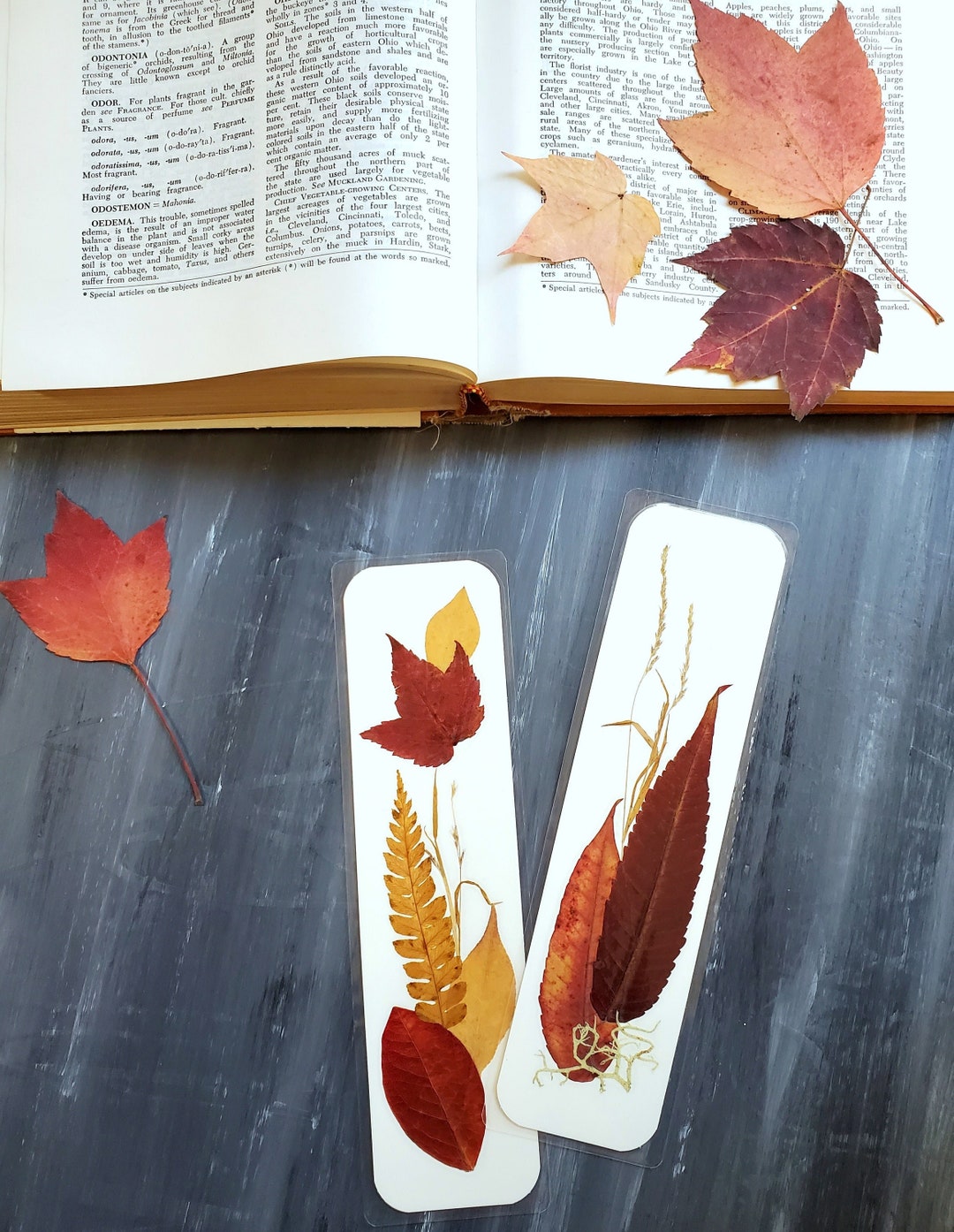 AUTUMN LEAVES BOOKMARKS Set of 2, Natural Real Maine Fall Foliage and