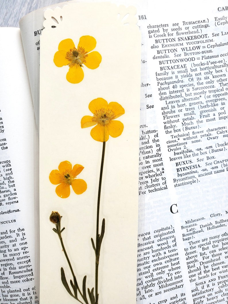 BUTTERCUP FLOWERS BOOKMARK Bright Sunshine Yellow Wild Flowers, Real Flowers, Fun Gift for Friend, Mom, Bookworm, Flower Lover, Wildflowers image 8