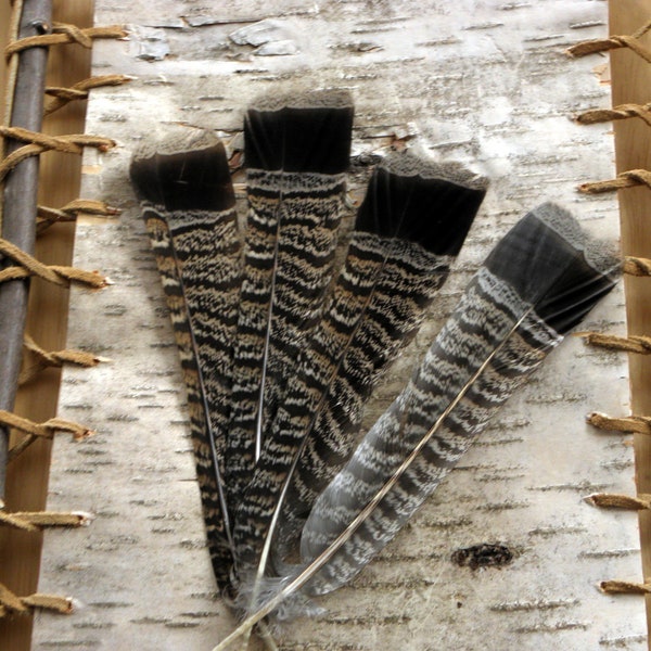 BIRD FEATHERS Ruffed Grouse Partridge Tail Feathers, for Tribal Art, Fashion and Hair Accessories, Fly Tying, Scrap Booking, Crafts