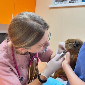 Puede incluir: Un veterinario con uniforme rosa corta las u&ntilde;as de un conejillo de indias marr&oacute;n. El animal es sujetado por otra persona. Se ven bolsas de comida para mascotas en el fondo. El veterinario lleva gafas.