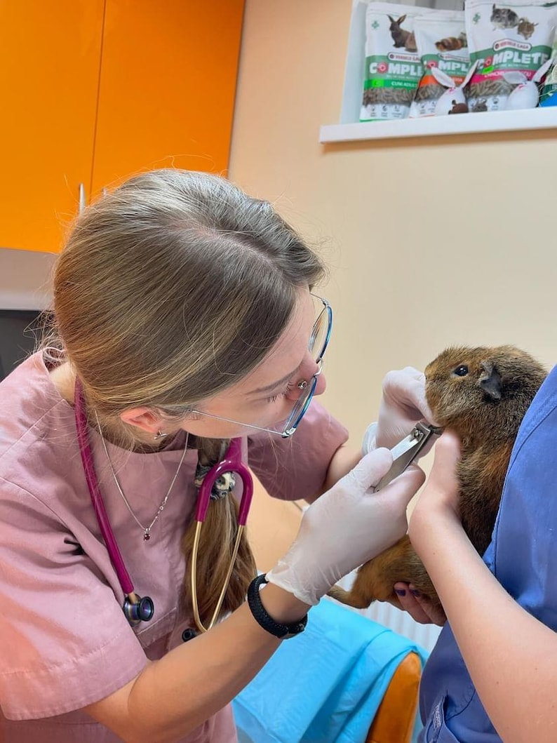 Puede incluir: Un veterinario con uniforme rosa corta las u&ntilde;as de un conejillo de indias marr&oacute;n. El animal es sujetado por otra persona. Se ven bolsas de comida para mascotas en el fondo. El veterinario lleva gafas.