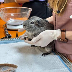 Puede incluir: Un conejillo de indias gris es sostenido por manos enguantadas durante un examen veterinario. El animal se sostiene sobre una superficie de papel blanco. Un estetoscopio y equipo m&eacute;dico son visibles en el fondo.