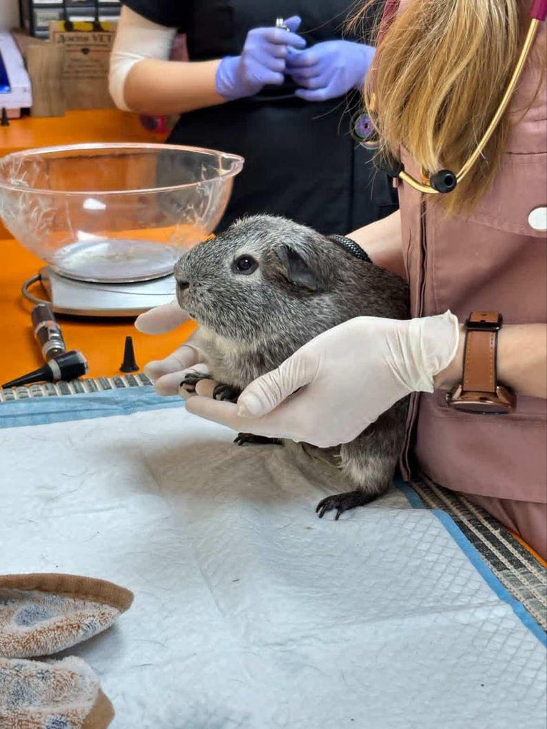Puede incluir: Un conejillo de indias gris es sostenido por manos enguantadas durante un examen veterinario. El animal se sostiene sobre una superficie de papel blanco. Un estetoscopio y equipo m&eacute;dico son visibles en el fondo.