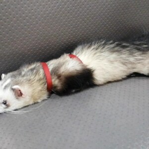 May include: A ferret with a red collar and a black leash with white text is lying on a gray surface. The ferret has a white face, gray and black fur, and is resting. The leash has the text "SSUR".