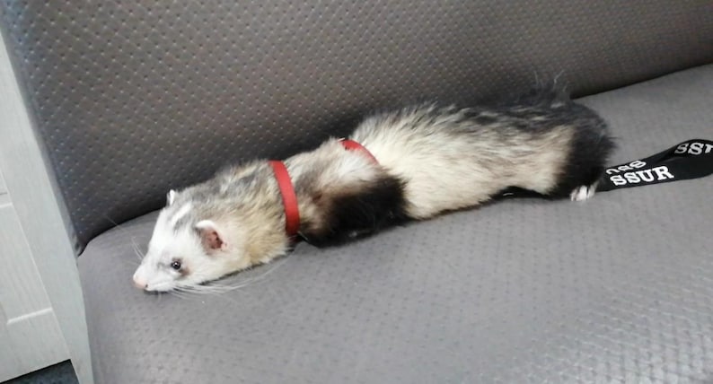 May include: A ferret with a red collar and a black leash with white text is lying on a gray surface. The ferret has a white face, gray and black fur, and is resting. The leash has the text "SSUR".