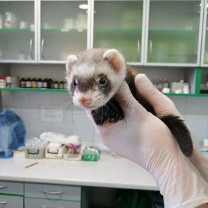 May include: A small ferret with a brown and white coat is held in a gloved hand. The ferret has a pink nose and dark eyes. The background shows a medical or veterinary setting with cabinets and a countertop.