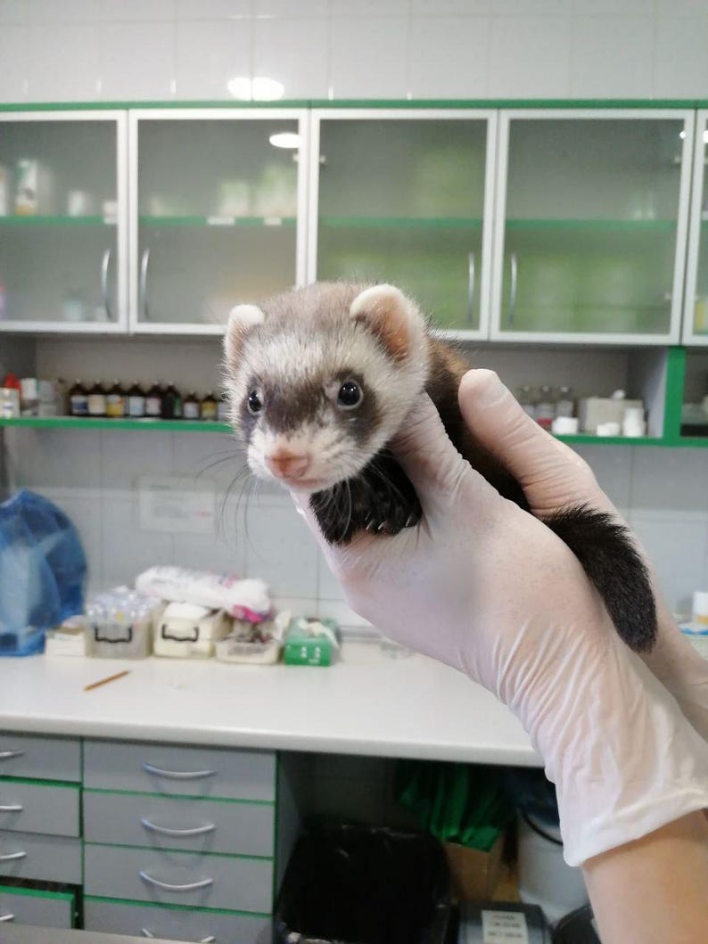 May include: A small ferret with a brown and white coat is held in a gloved hand. The ferret has a pink nose and dark eyes. The background shows a medical or veterinary setting with cabinets and a countertop.